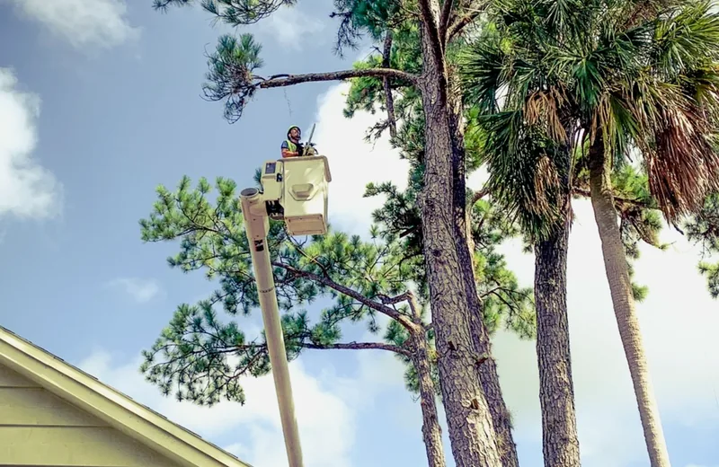 http://Tree%20hazard%20assessment