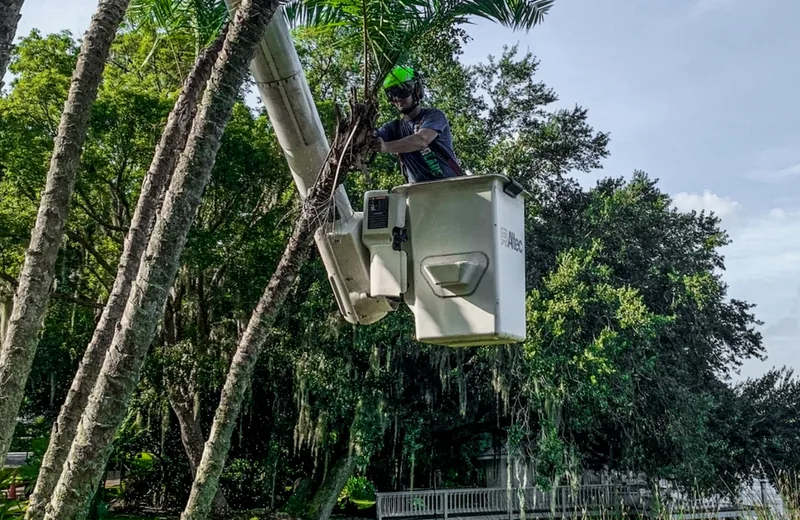 http://Tree%20professional%20trimming%20branches