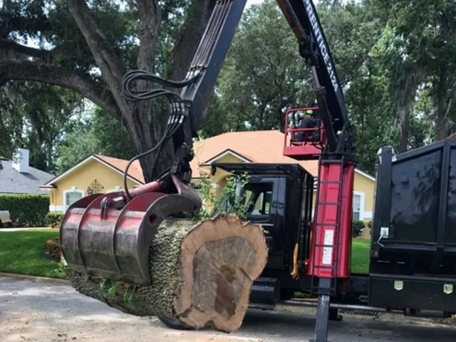 http://Tree%20removal%20project